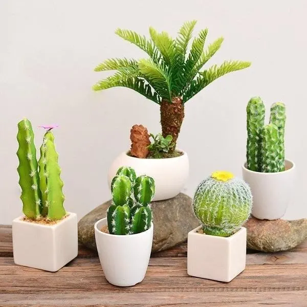 Không nên trồng cây xương rồng trong nhà