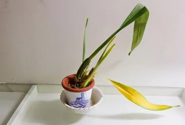 Những loại cây tiêu hao tài lộc