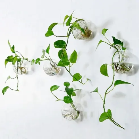 Lấp đầy mảng tường trống bằng bình thủy tinh treo tường tròn, bình thích hợp đặt ở ban công hay treo lên tường trong vườn