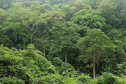 Hà Nội yêu cầu rà soát toàn bộ hiện trạng rừng, đất lâm nghiệp