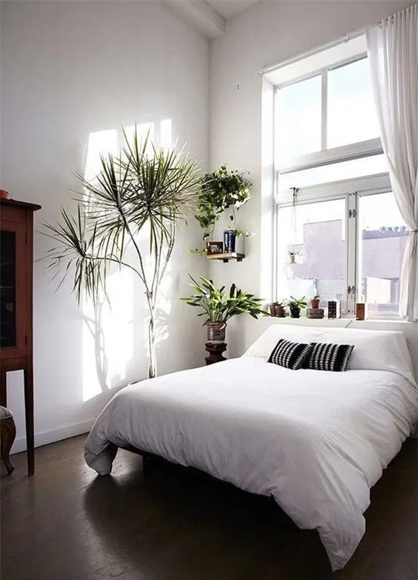 Cây xanh không chỉ thanh lọc không khí mà còn mang lại sự thư thái cho tinh thần của con người