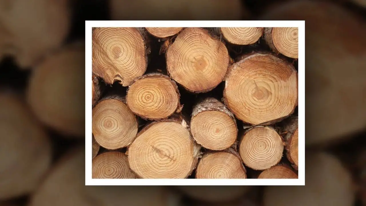 Gỗ rừng trồng được sử dụng làm gỗ ghép thanh