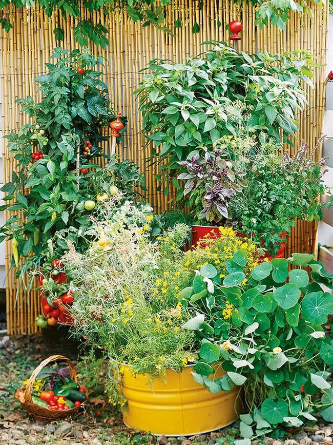Rau và thảo mộc với kết cấu khác nhau, tán lá hấp dẫn và màu sắc có thể là một sự bổ sung tuyệt vời cho vườn rau của bạn. Ớt cay đỏ, củ cải đỏ, húng quế, lá hương thảo mịn với các loại thảo mộc khác như sả hoặc húng tây có thể làm cho khu vườn của bạn hấp dẫn hơn.