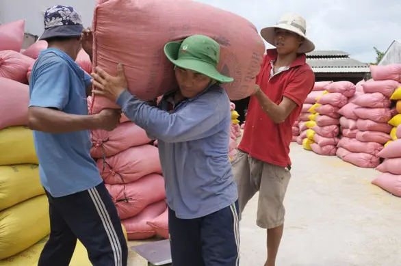 Sản xuất nông nghiệp là một trong những ngành nghề được Chính phủ gia hạn 5 tháng tiền thuế và tiền thuê đất trong năm 2020 - Ảnh: TTO