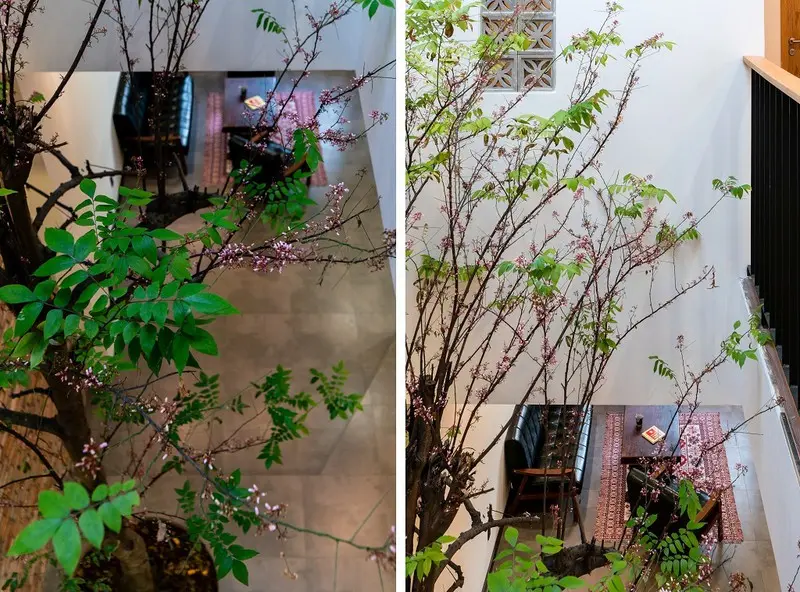 Cây khế được trồng giữa giếng trời là điểm nhấn cho Gạo house