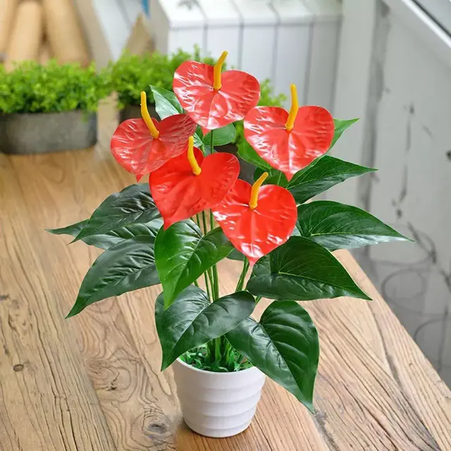 Nếu thích căn nhà nổi bật hơn các chị em có thể chọn Hồng Môn bởi kiểu dáng và màu sắc của cây rất đẹp. Không chỉ vậy, Cây Hồng Môn còn có thể giữ ẩm tốt, hấp thụ nhiều chất độc như xylen, toluen trong không khí và chuyển đổi chúng thành các chất vô hại.