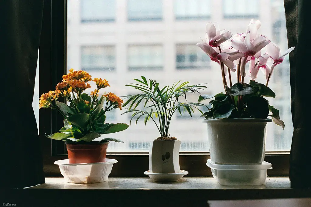Một vài chậu hoa nhiều màu bên cửa sổ, sắp xếp gọn gàng giúp cho góc nhỏ đẹp mơ màng mỗi sáng thức dậy