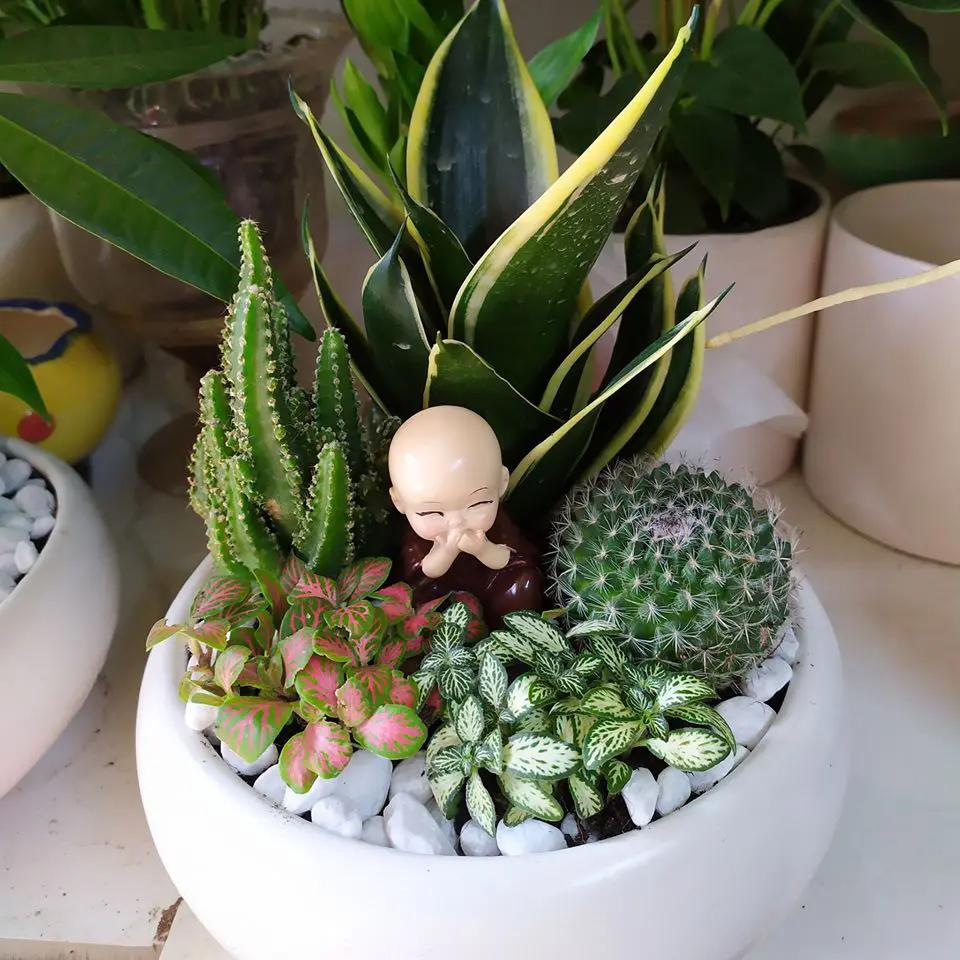 Ngoài ra Lưỡi Hổ kích thước nhỏ có thể mix với xương rồng và các cây khác để tô điểm cho bàn làm việc của bạn