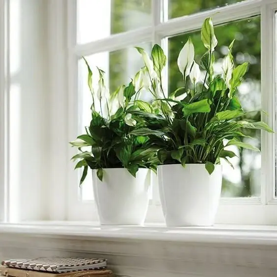 Lan Ý có thể lọc được một số khí độc hại gây ung thư và các năng lượng bức xạ từ thiết bị điện tử. Bởi vậy, cây thường được đặt trong phòng khách hay văn phòng làm việc.