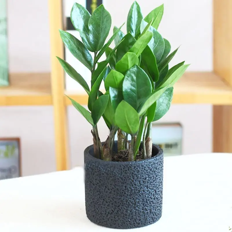 Cây kim tiền nhỏ có thể đặt trên bàn làm việc hoặc trên ô cửa sổ, ban công để giúp không gian thêm tươi mát, thoáng đãng, giảm stress