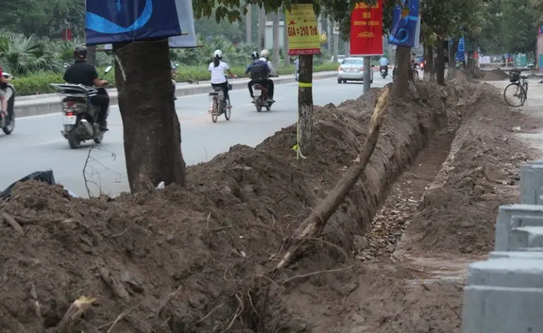 Xử lý nghiêm việc thi công chỉnh trang hè đường gây ảnh hưởng đến cây xanh