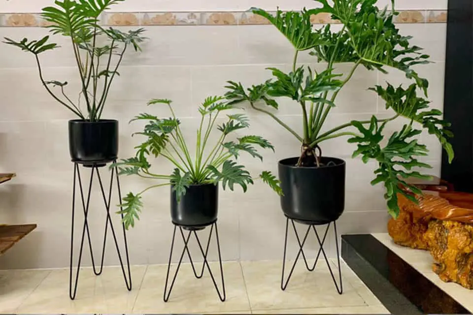 8 loại cây cảnh đẹp, rẻ lại tốt cho sức khỏe