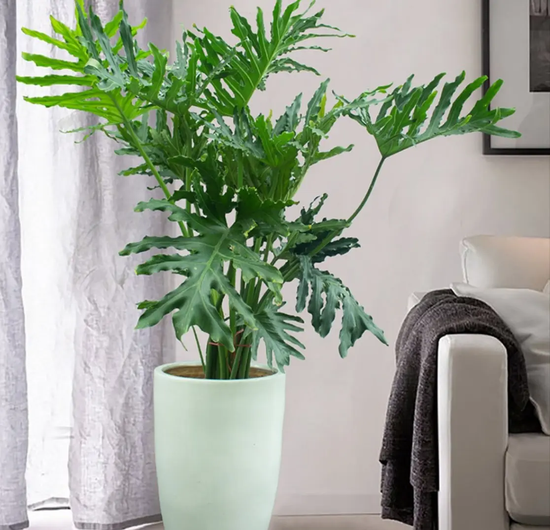 Cây trầu bà thanh xuân xanh tốt quanh năm nên thường được trồng làm cây cảnh trang trí nội thất, đặt nơi sảnh, hành lang, trước cửa văn phòng, khách sạn,...