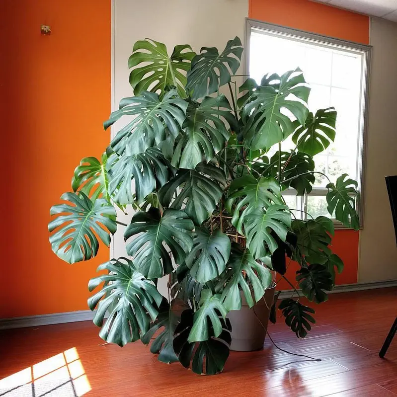 Kích thước cây khá lớn phù hợp với những căn nhà có diện tích rộng và nên được đặt ở phòng khách, hoặc sân vườn. Và theo quan niệm của người phương đông, cây trầu bà lá xẻ mang đến may mắn, niềm vui, lộc tài cho gia chủ.