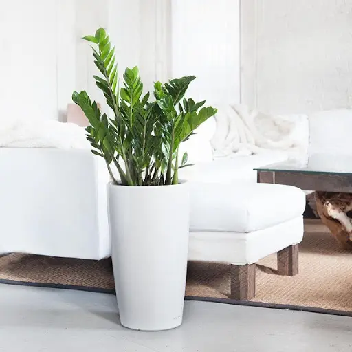 Cây Kim Tiền lớn có thể đặt trong phòng khách cạnh ghế sofa vì trong phong thủy nó được cho là có thể hút tài lộc về cho gia chủ. Vì vậy, các chị em nên cân nhắc đặt nó làm cây nội thất. Tuy nhiên, cây Kim Tiền lại khá nguy hiểm bởi thân và lá của nó có chứa độc tố. Bởi vậy, các chị em nên chú ý giữ xa tầm với của con trẻ.