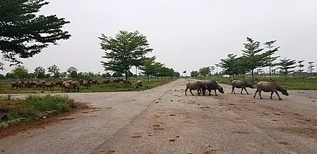 Hàng chục dự án bị thu hồi, Hà Nội quyết tâm không để “đất vàng” lãng phí