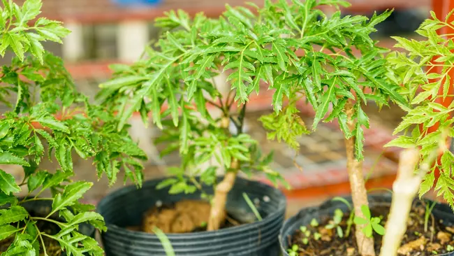 Đinh lăng luôn được giới đam mê cây cảnh yêu thích không chỉ vì vẻ đẹp từ gốc và thân của nó mà còn vì đây là vị thuốc quý giá từ xa xưa