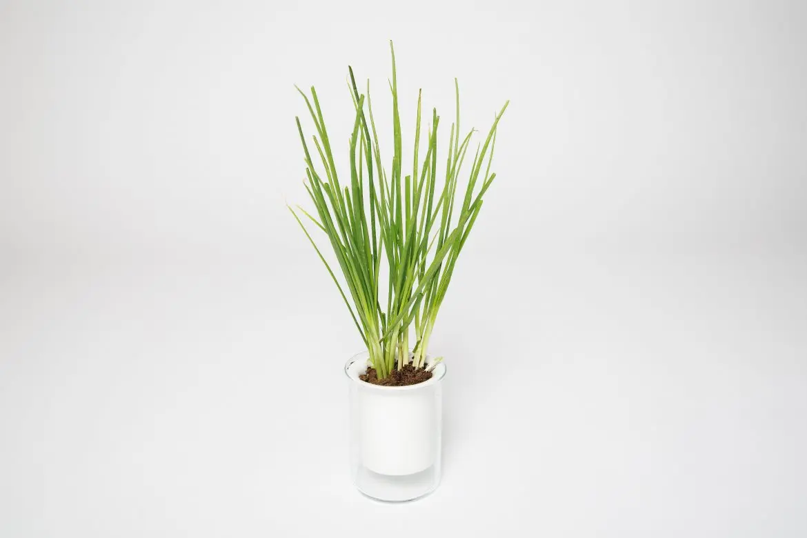 Hành lá được mệnh danh là “thuốc kháng sinh tự nhiên”