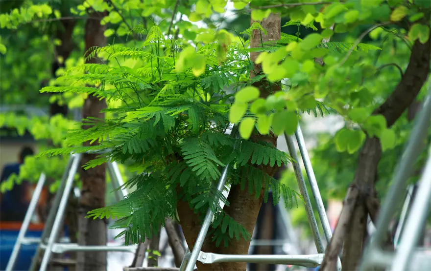Những hàng cây mới trồng đã và đang phát triển ổn định, dần tạo bóng mát, giảm bớt oi bức trong mùa Hè