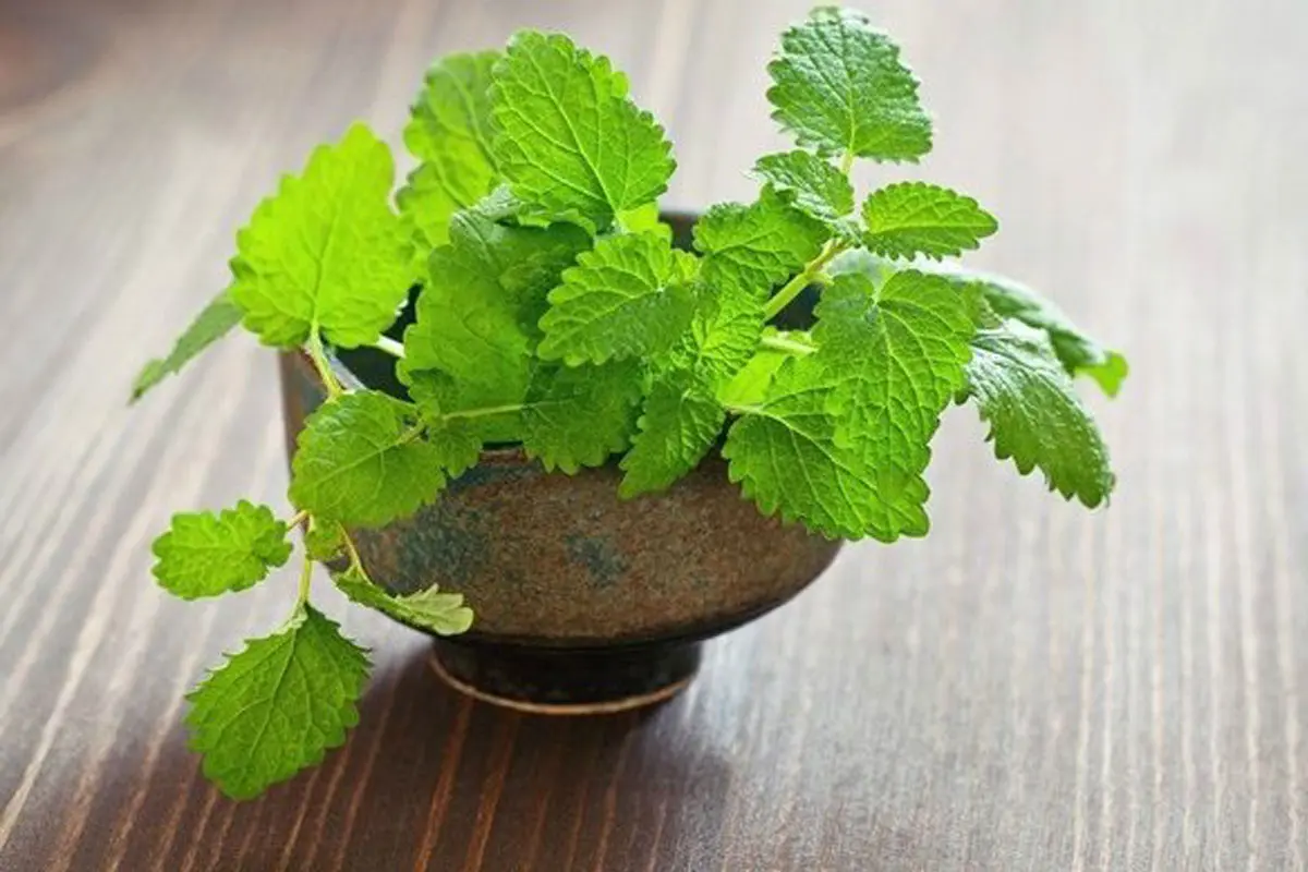 Húng chanh có nhiều công dụng, nhưng lại rất dễ trồng. Chị em cần chọn những đầu cành mạnh khỏe, cắt đoạn khoảng 15cm rồi cắm xuống đất là chúng sẽ phát triển thành cây