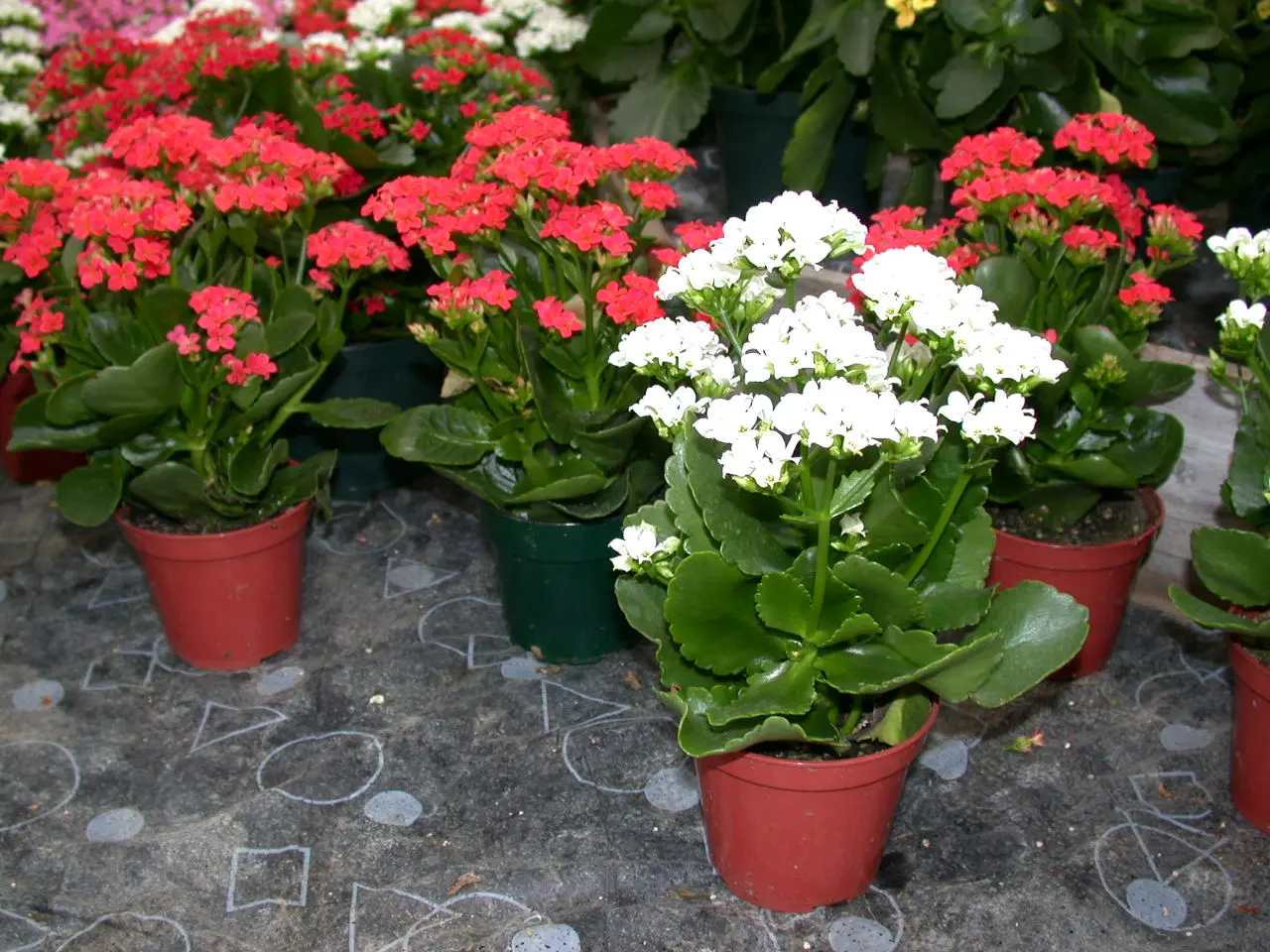 kalanchoe-multi3-15930142027901254760255