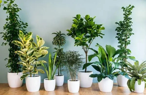 5 cây xanh nên trồng trong nhà mùa nắng nóng