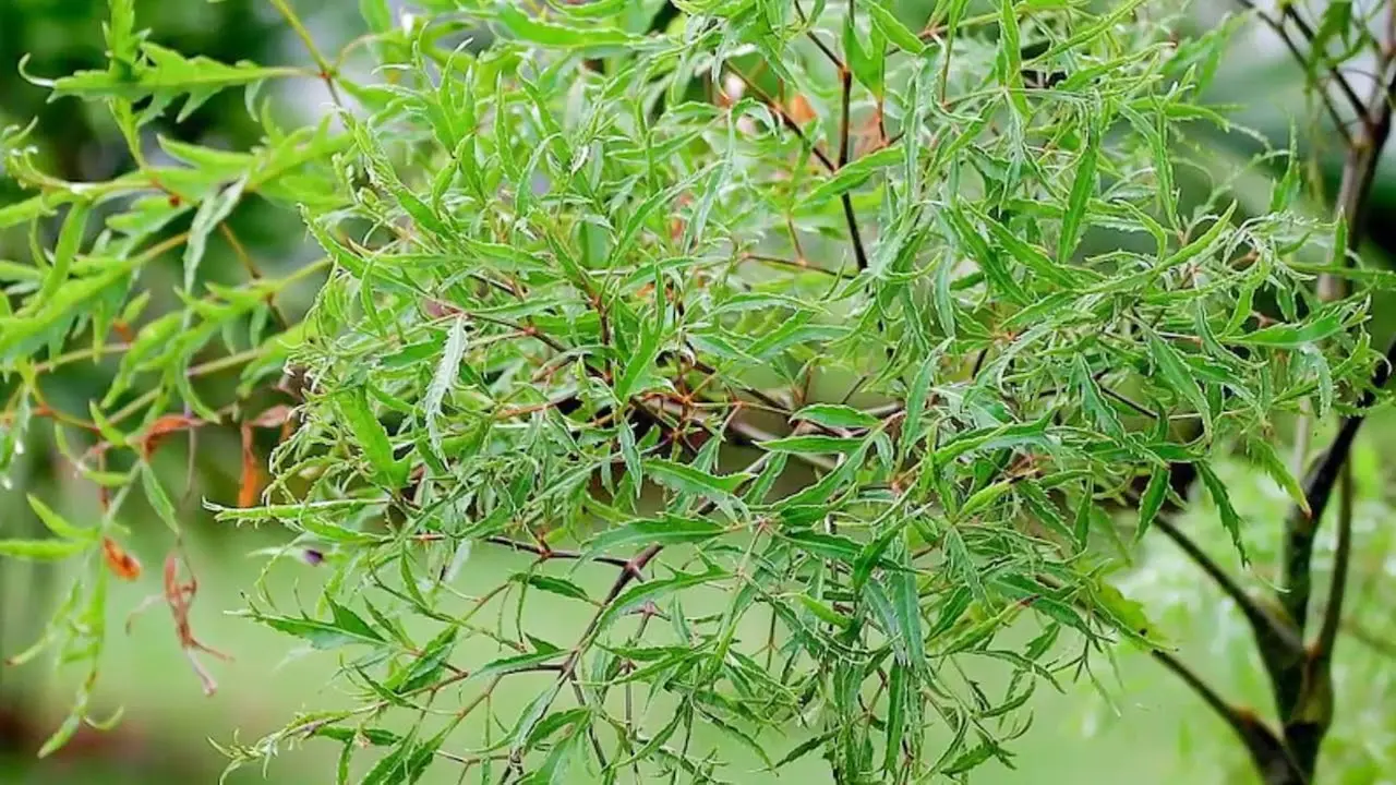 Tuy nhiên, có một điều đáng lưu ý là không được dùng rễ đinh lăng với liều cao, nếu không cơ thể sẽ rơi vào trạng thái say và mệt mỏi