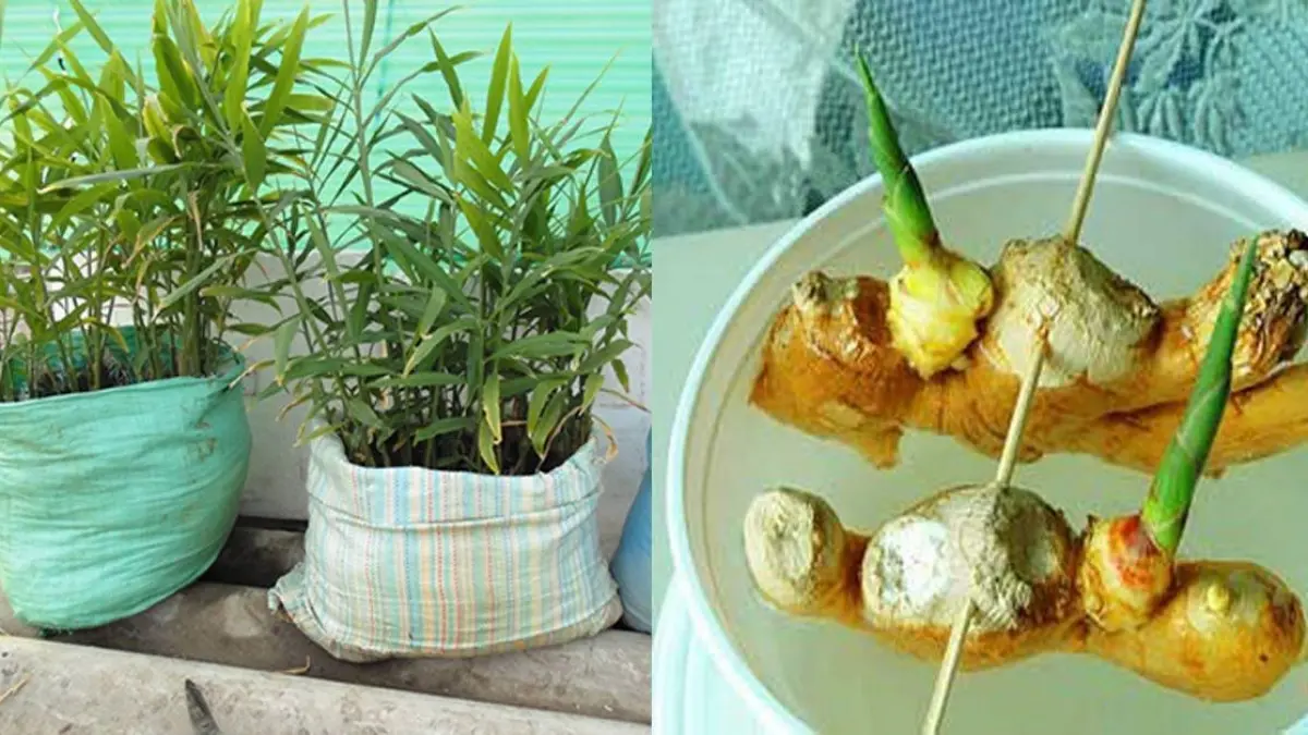 Húng chanh phát triển tốt ở những nơi có nhiều ánh nắng mặt trời. Khu vực ban công hay giếng trời rất thích hợp để đặt các chậu húng chanh. Để không chiếm diện tích ban công, chị em hãy kết hợp các giá sắt móc vào lan can, rồi đặt những chậu cây nhỏ xinh vào. Lá của cây có hương thơm sảng khoái tựa mùi chanh. Chính mùi the mát này khiến húng chanh có thêm tác dụng đuổi muỗi. Chị em tha hồ nhìn ngắm đất trời khi chiều buông mà không lo đám côn trùng quấy rầy. 3. Gừng Ngoài giảm viêm, giảm đau, giúp ngăn ngừa và điều trị các bệnh viêm nhiễm khác, gừng còn giúp tăng cường hệ miễn dịch cho cơ thể. Vậy nên khi bị cảm lạnh, chị em hãy uống một ly trà gừng hoặc ăn lát gừng tươi để giúp giảm bớt các triệu chứng khó chịu.