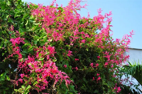 Ti gôn dễ trồng, cần nhiều ánh nắng để ra được nhiều hoa, ưa đất ẩm nhưng cũng chịu được đất khô hạn.