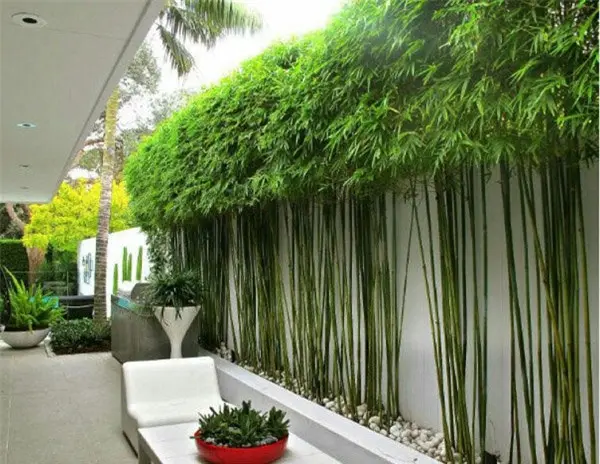 Với những ngôi nhà ở, thông thường gia chủ sẽ chọn loại hàng rào tre, trúc với chiều cao trung bình từ 1m trở lên.