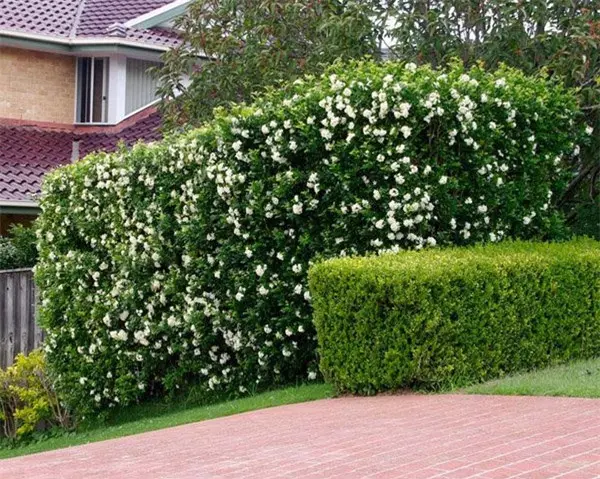 8 loại cây trồng hàng rào tuyệt đẹp