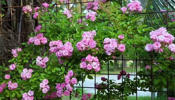Hoa hồng leo có nhiều màu khác nhau như đỏ thẫm, hồng phớt, hồng tím, trắng, vàng,... đều rất đẹp và rực rỡ. Tốt nhất nên trồng vào đầu mùa xuân, hè, thu để cây hình thành bộ rễ khỏe mạnh trước khi mùa đông đến.