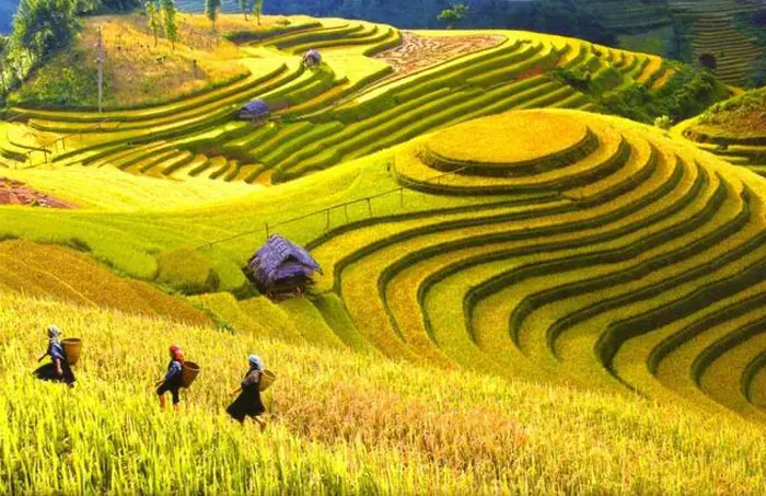 Không chỉ mang lại thu nhập về nông nghiệp mà về du lịch ruộng bậc thang vùng cao cũng khẳng định được giá trị của mình - Nguồn ảnh: Internet