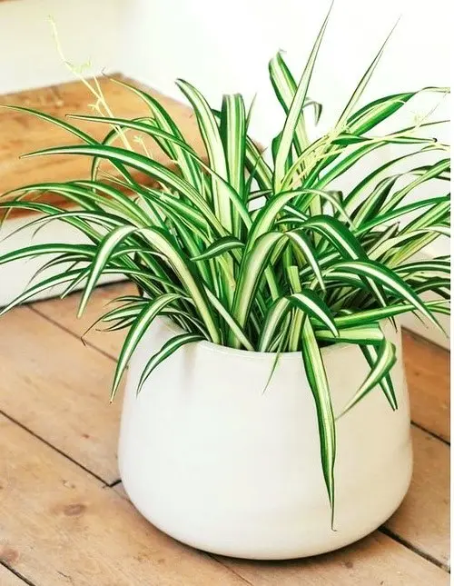 Lan chi là loại cây lý tưởng cho những người mới bắt đầu đam mê cây trồng. Đơn giản vì cây rất dễ trồng, đồng thời đó cũng là loại cây tốt trong việc loại bỏ các chất độc như khí carbon monoxide.