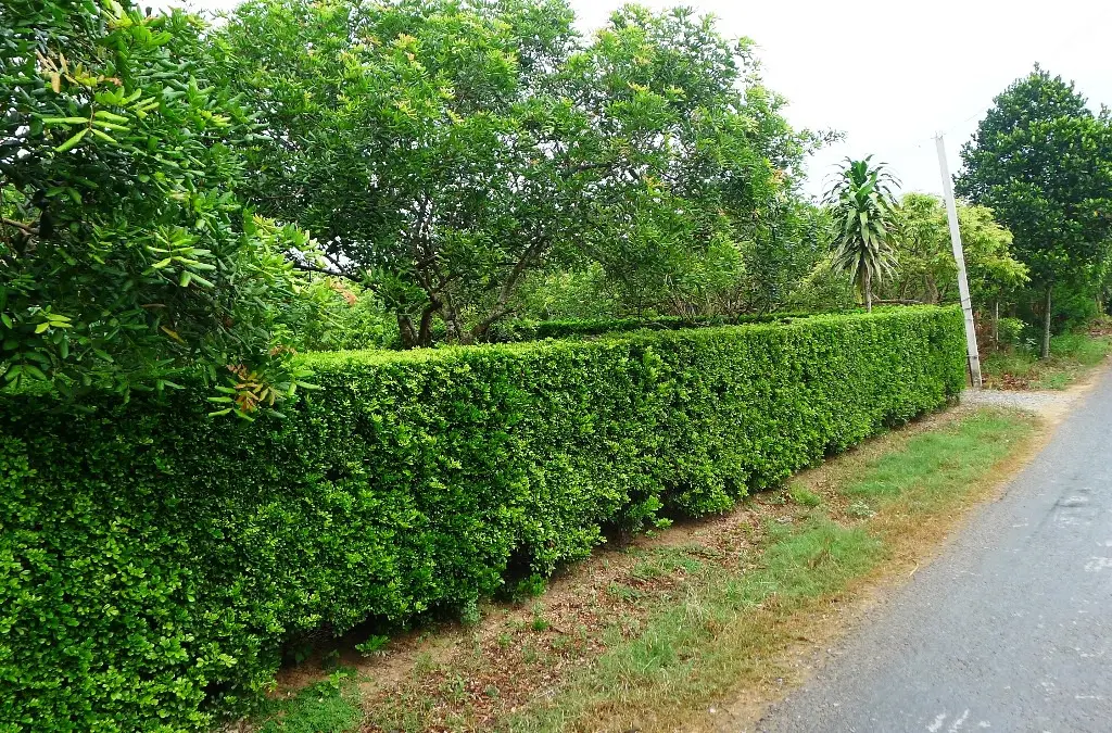 Những giải pháp tổ chức không gian, cảnh quan làng khuyến khích 