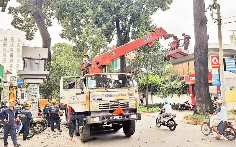 Nhiều bất cập trong quản lý cây xanh