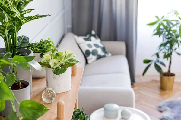 Trồng cây cảnh là một giải pháp đơn giản vừa làm xanh không gian sống, vừa mang lại hiệu quả lọc khí đáng kể.