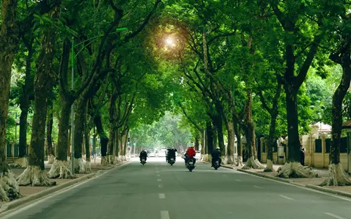 Trồng cây xanh đô thị: Không thể tùy tiện