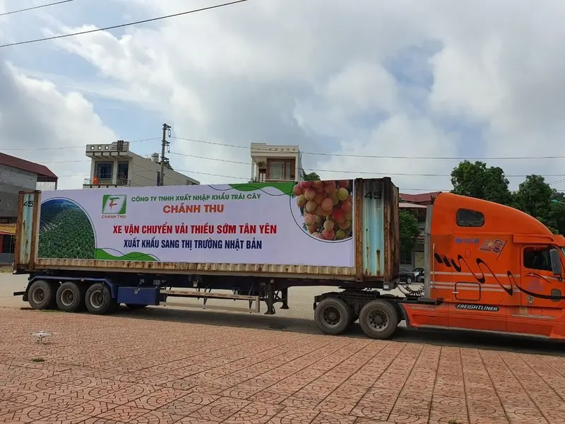 Lô vải đầu tiên của mùa vụ 2021 gồm 20 tấn vải thiều sớm của huyện Tân Yên (Bắc Giang) vừa được thu mua, xuất khẩu sang thị trường Nhật Bản