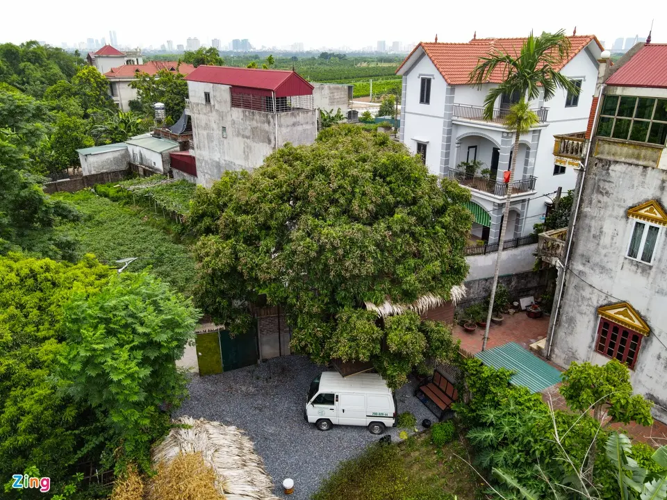 Nhà trên cây