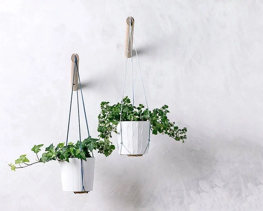 Ý tưởng trồng cây treo để mang đến vẻ đẹp cho mọi không gian (P1)