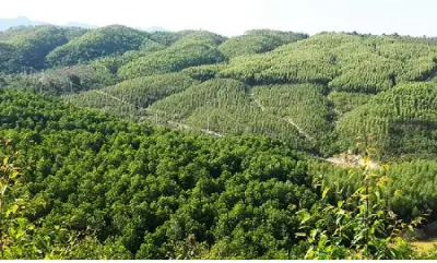 Đất rừng là ‘vàng’ hay chỉ là đất?