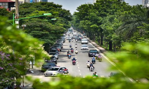 Hà Nội có quy định mới về quản lý cây xanh đô thị
