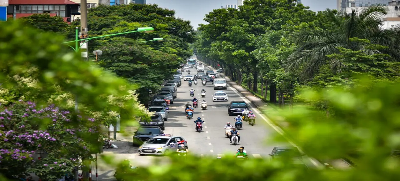 Hà Nội có quy định mới về quản lý cây xanh đô thị