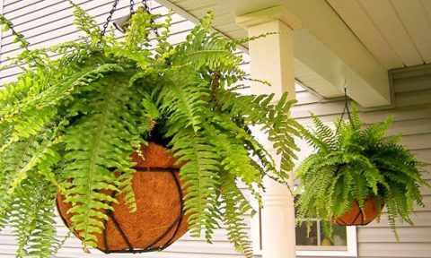 Có nên trồng cây dương xỉ trong nhà?