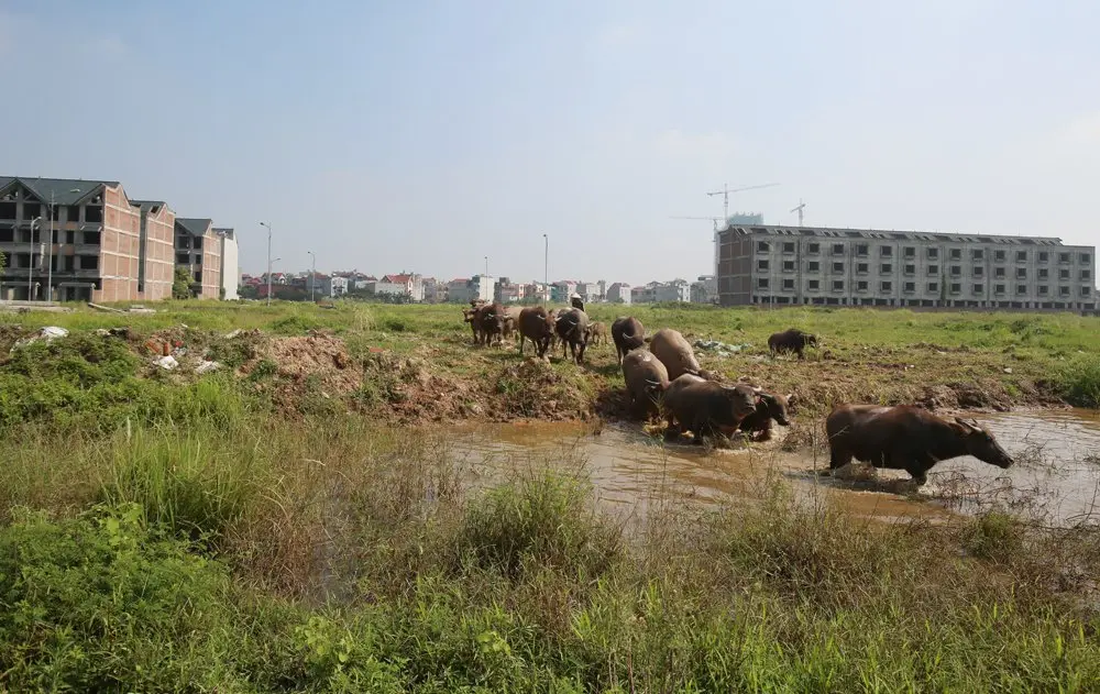 Quy hoạch Thủ đô: Kết quả sau 4 tháng thực hiện và 18 cuộc trao đổi – Bài 3: Nông nghiệp Thủ đô, làm thế nào để quy hoạch không chỉ trên giấy