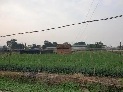 Kiến tạo cảnh quan xanh nông thôn trong hành lang xanh Hà Nội