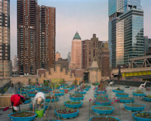 Sản xuất thực phẩm hướng tới tương lai: Tích hợp nông nghiệp công nghệ cao vào các thành phố